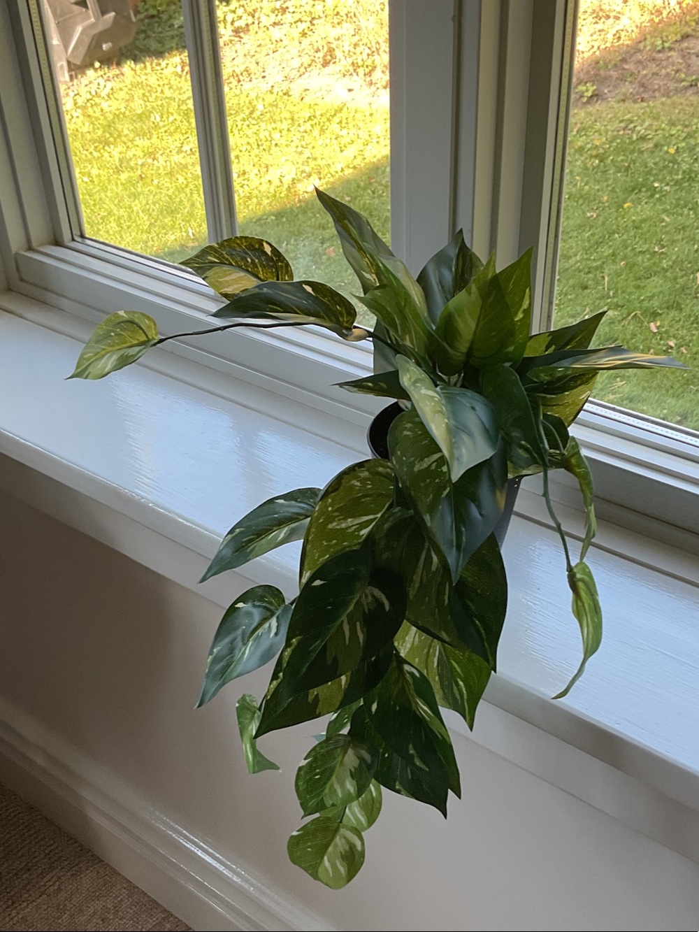 Ashland Green and Cream Variegated Pothos Hanging Faux Plant